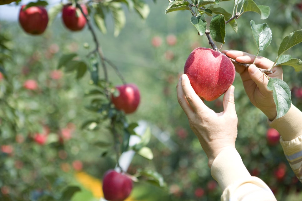 정자동 치과에서 알려주는! 치아 건강에 도움을 주는 음식!